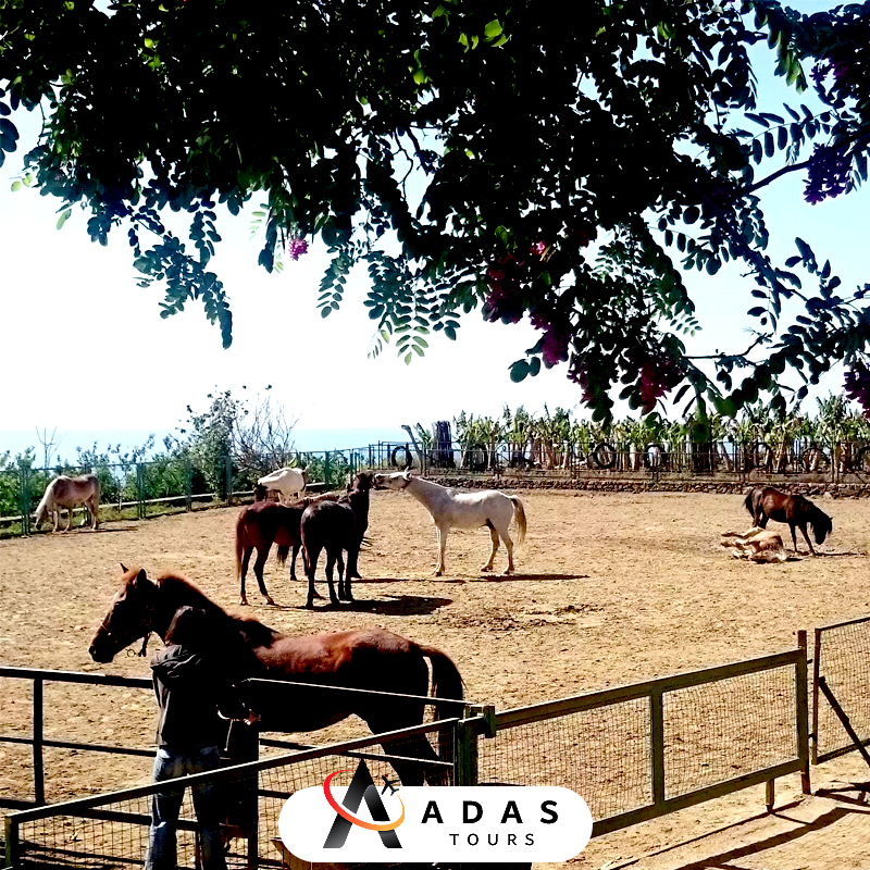 تور اسب سواری آلانیا تور اسب سواری آلانیا